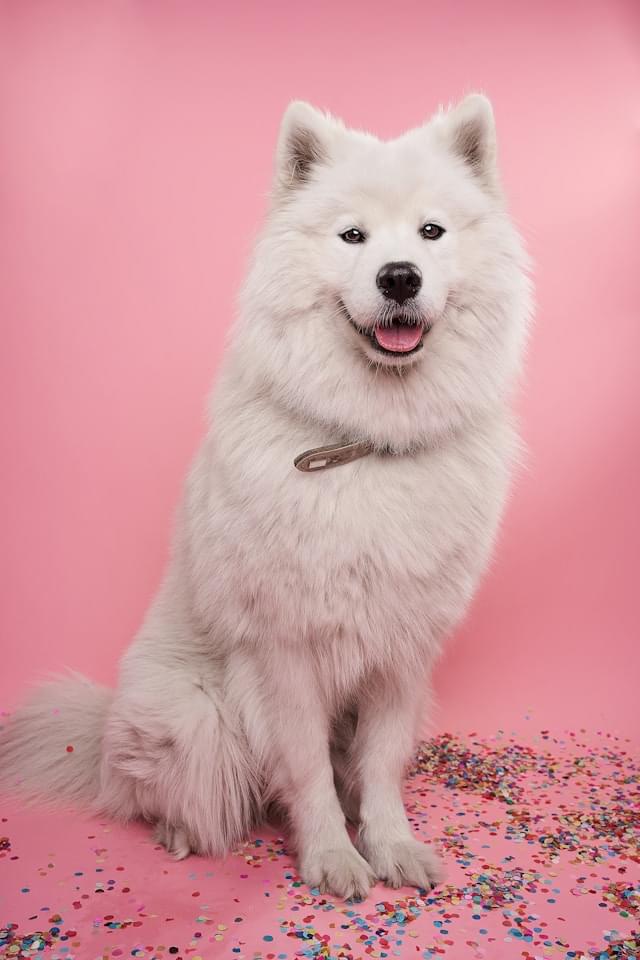 samoyed